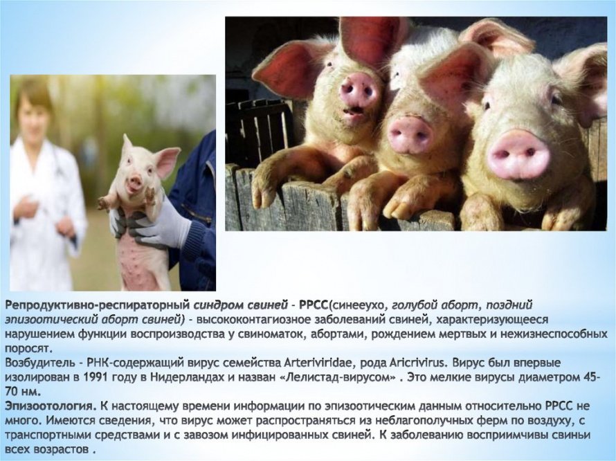 Репродуктивно-респираторный синдром свиней (РРСС)